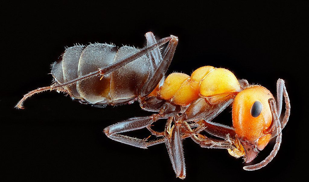 Ant Control service in El Dorado Hills, CA