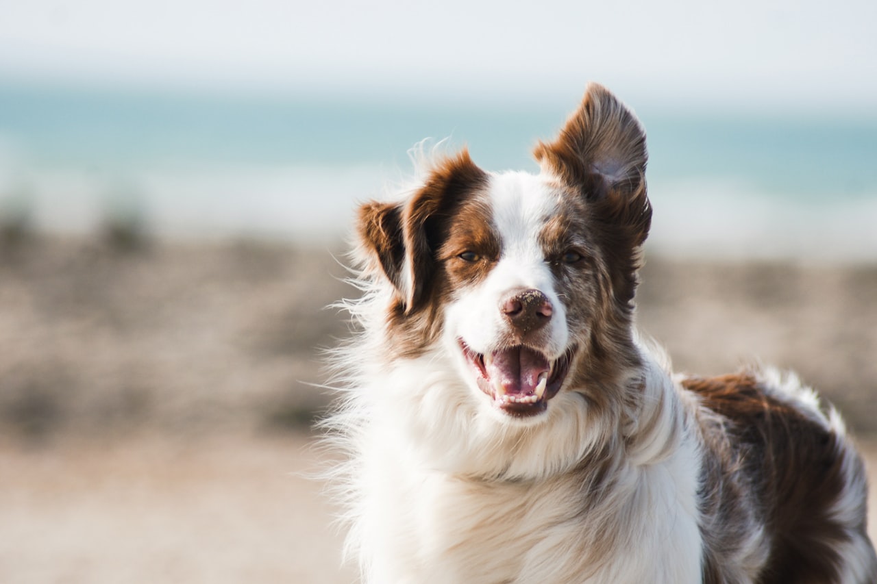 Flea & Tick Control service in El Dorado Hills, CA