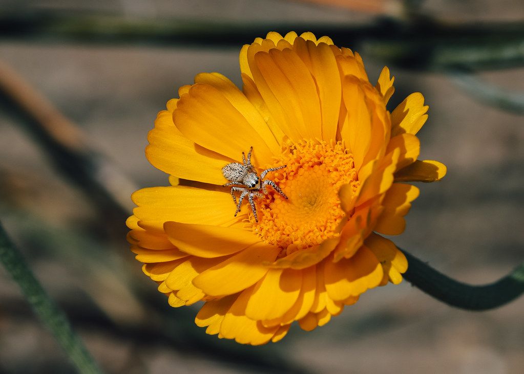 Spider Control service in El Dorado Hills, CA